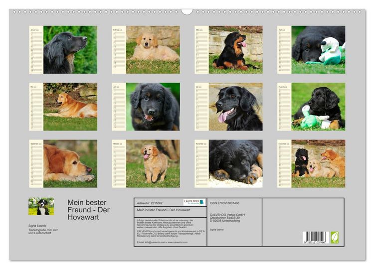 Produktbild: Mein bester Freund - Der Hovawart (Wandkalender 2026 DIN A2 quer), CALVENDO Monatskalender