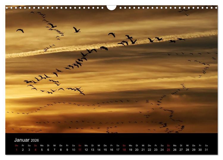 Produktbild: Kraniche (Wandkalender 2026 DIN A3 quer), CALVENDO Monatskalender