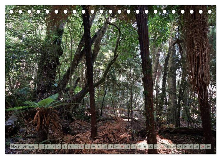 Produktbild: Prim&auml;rwald - Neuseeland (Tischkalender 2026 DIN A5 quer), CALVENDO Monatskalender