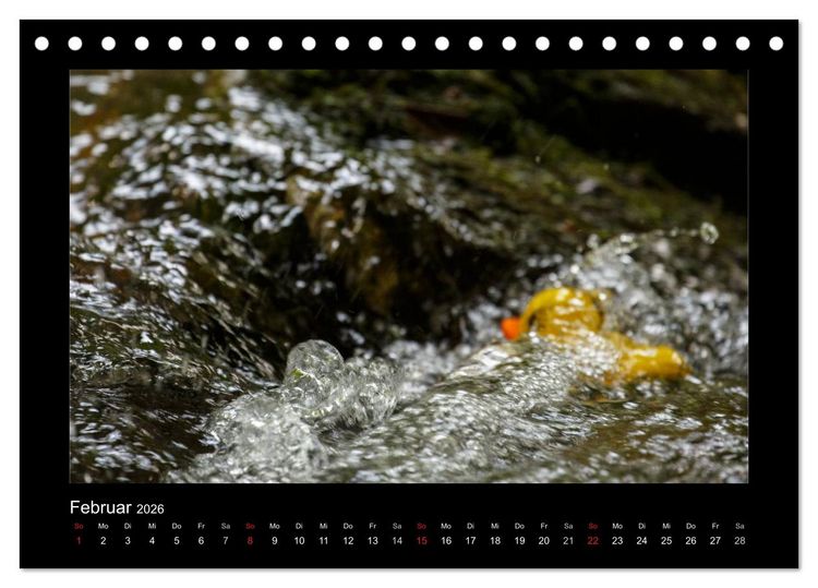 Produktbild: Enten-Rennen (Tischkalender 2026 DIN A5 quer), CALVENDO Monatskalender