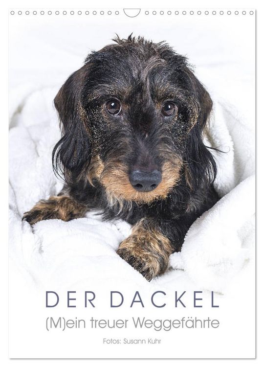 Produktbild: Der Dackel (M)ein treuer Weggef&auml;hrte (Wandkalender 2026 DIN A3 hoch), CALVENDO Monatskalender