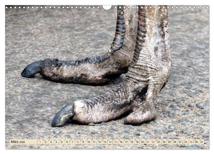 Produktbild: Strau&szlig;e. Afrikas sch&ouml;ne Laufv&ouml;gel (Wandkalender 2026 DIN A3 quer), CALVENDO Monatskalender