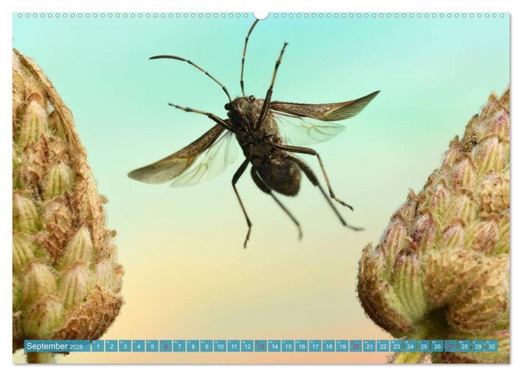 Produktbild: Sechs Beine in der Luft - Wanzen im Flug (Wandkalender 2026 DIN A2 quer), CALVENDO Monatskalender