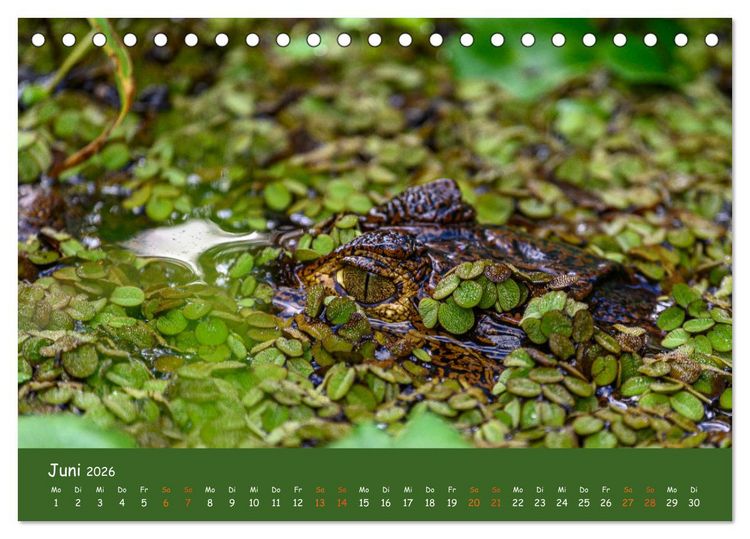Produktbild: Costa Rica - Naturparadies zwischen Karibik und Pazifik (Tischkalender 2026 DIN A5 quer), CALVENDO Monatskalender