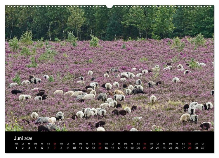 Produktbild: L&uuml;neburger Heide (hochwertiger Premium Wandkalender 2026 DIN A2 quer), Kunstdruck in Hochglanz