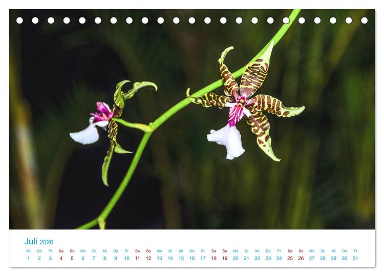 Produktbild: Die K&ouml;nigin der Blumenwelt, die Orchidee (Tischkalender 2026 DIN A5 quer), CALVENDO Monatskalender