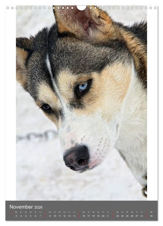Produktbild: Huskies - Portraits im Schnee (Wandkalender 2026 DIN A3 hoch), CALVENDO Monatskalender