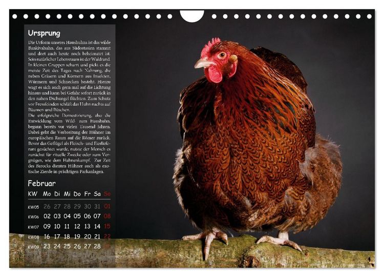 Produktbild: Von der Einzigartigkeit der H&uuml;hner 2026 (Wandkalender 2026 DIN A4 quer), CALVENDO Monatskalender