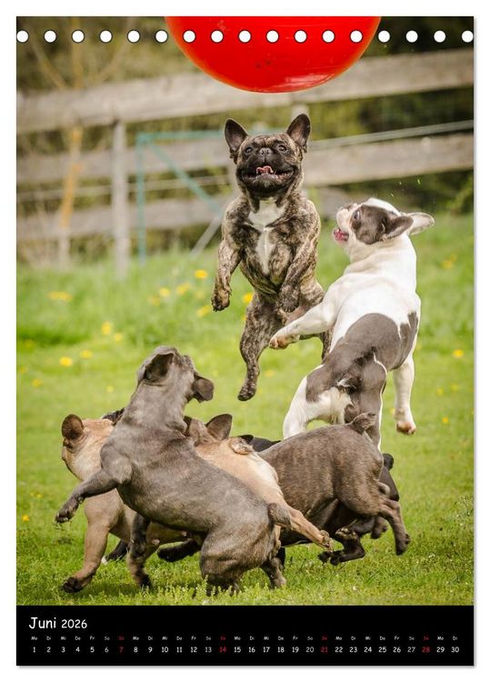 Produktbild: Franz&ouml;sische Bulldoggen - Eine Bully Liebeserk&auml;rung (Tischkalender 2026 DIN A5 hoch), CALVENDO Monatskalender