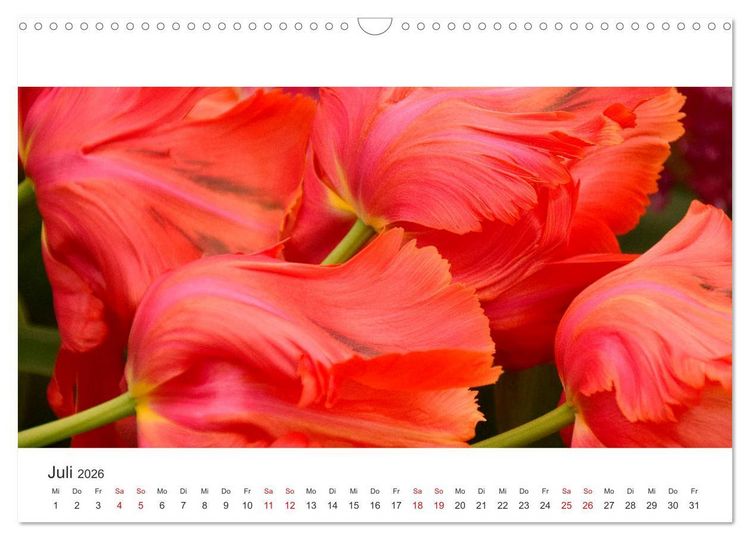 Produktbild: Zauberhafte Tulpen (Wandkalender 2026 DIN A3 quer), CALVENDO Monatskalender