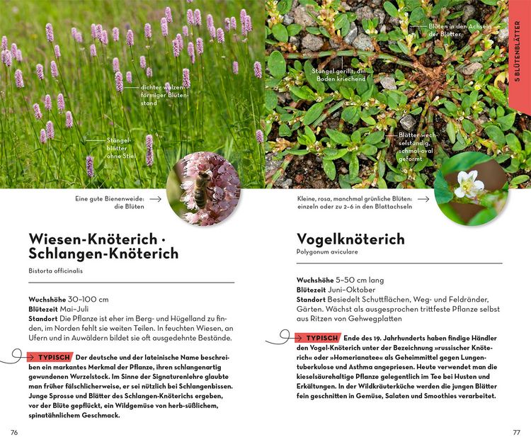 Produktbild: Basic Blumen