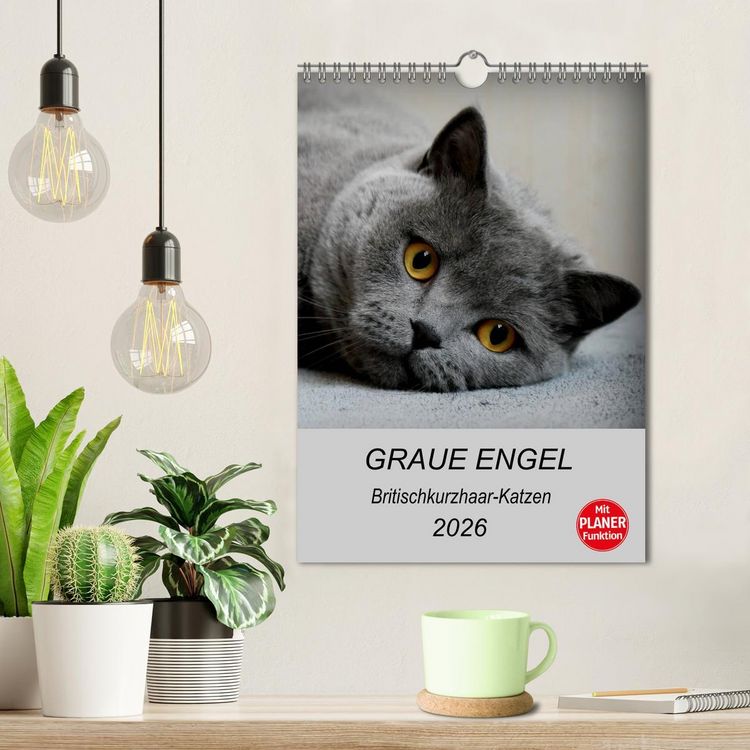Produktbild: Graue Engel - Britischkurzhaar-Katzen (Wandkalender 2026 DIN A4 hoch), CALVENDO Monatskalender