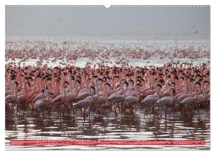 Produktbild: Flamingos am Lake Bogoria - Kenia (Wandkalender 2026 DIN A2 quer), CALVENDO Monatskalender