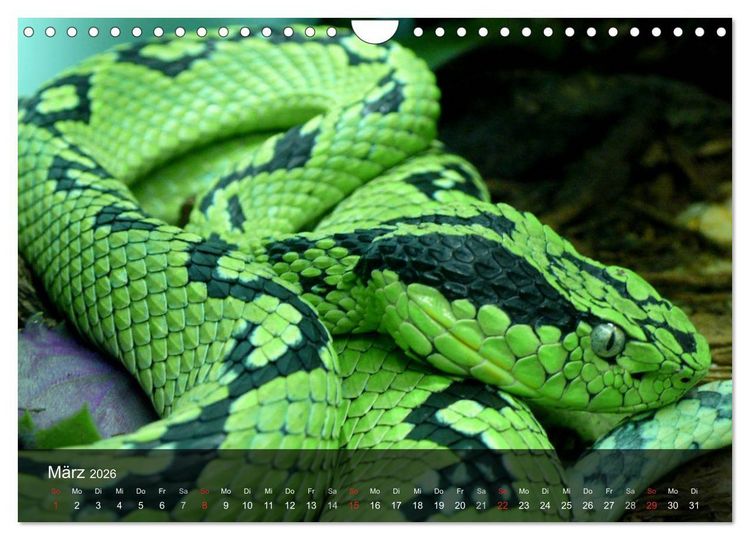 Produktbild: Giftschlangen (Wandkalender 2026 DIN A4 quer), CALVENDO Monatskalender