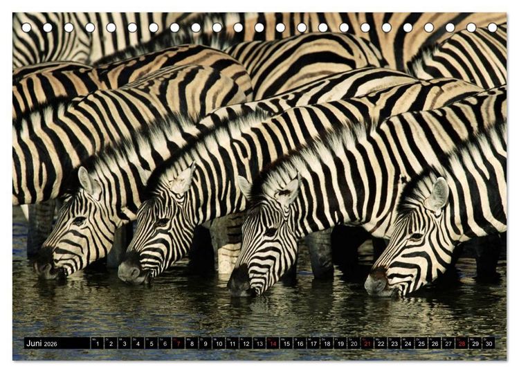 Produktbild: Zebras - Ungez&auml;hmte Kraft (Tischkalender 2026 DIN A5 quer), CALVENDO Monatskalender