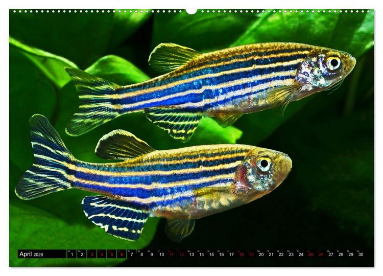 Produktbild: Beliebte Fische der Welt (Wandkalender 2026 DIN A2 quer), CALVENDO Monatskalender