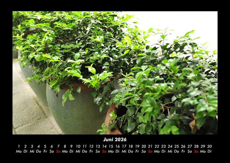 Produktbild: Blumen & Pflanzen 2026 Fotokalender DIN A3