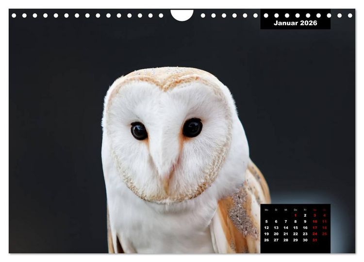 Produktbild: Greifv&ouml;gel - Herrscher der L&uuml;fte (Wandkalender 2026 DIN A4 quer), CALVENDO Monatskalender