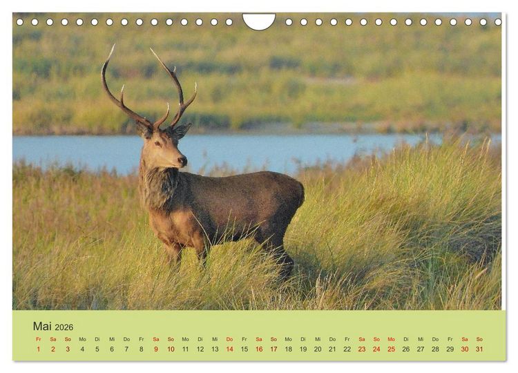 Produktbild: K&uuml;sten Hirsche - Rotwild auf dem Dar&szlig; (Wandkalender 2026 DIN A4 quer), CALVENDO Monatskalender