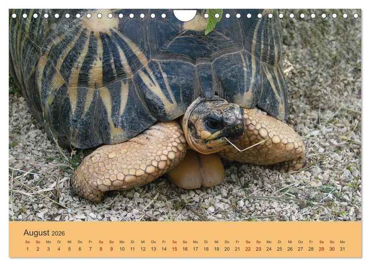 Produktbild: Landschildkr&ouml;ten (Wandkalender 2026 DIN A4 quer), CALVENDO Monatskalender
