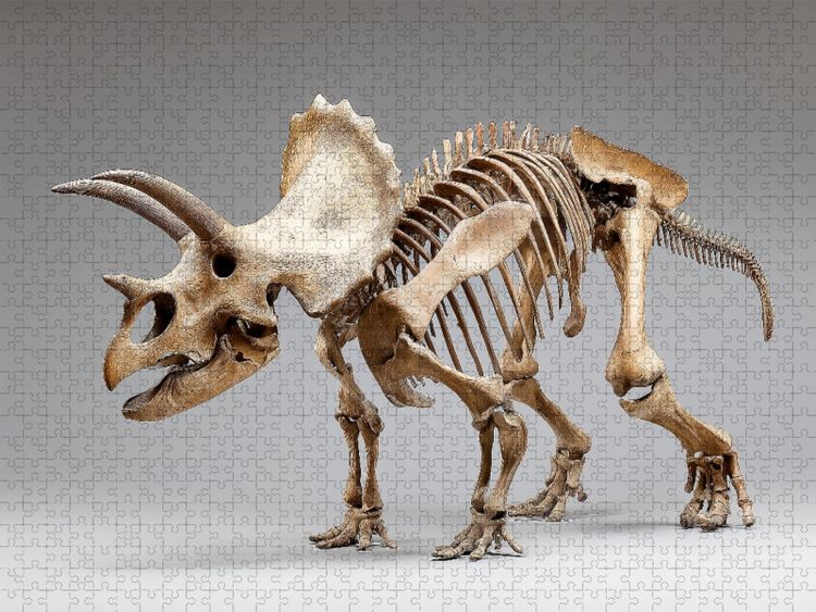 Produktbild: CALVENDO Puzzle Dinosaurier Triceratops-Skelett mit H&ouml;rnern und gro&szlig;em Nackenschild | 1000 Teile Lege-Gr&ouml;&szlig;e 64x48cm Foto-Puzzle f&uuml;r gl&uuml;ckliche Stunden