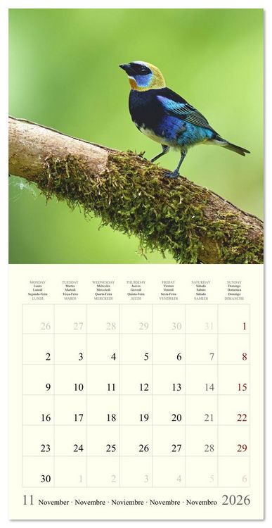 Produktbild: Royaume de nature Costa Rica (Calendrier mural carr&eacute; 2026 30x30 cm) Calendrier double avec une page pour vos prises de notes