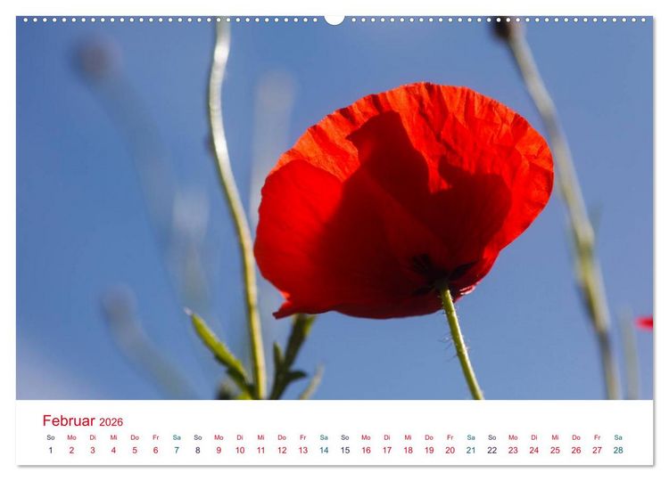 Produktbild: Mohnblumen (hochwertiger Premium Wandkalender 2026 DIN A2 quer), Kunstdruck in Hochglanz