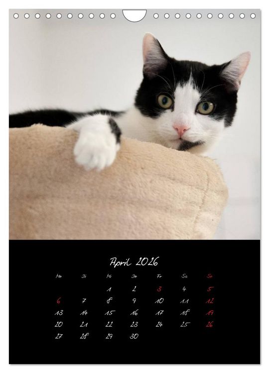Produktbild: Katzenalltag 2026 (Wandkalender 2026 DIN A4 hoch), CALVENDO Monatskalender