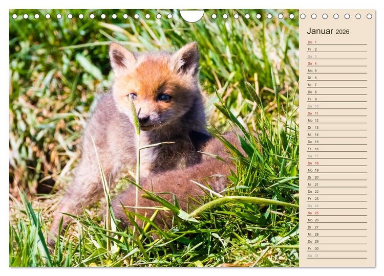 Produktbild: Verspielte Fuchswelpen - Allein zu Haus' (Wandkalender 2026 DIN A4 quer), CALVENDO Monatskalender