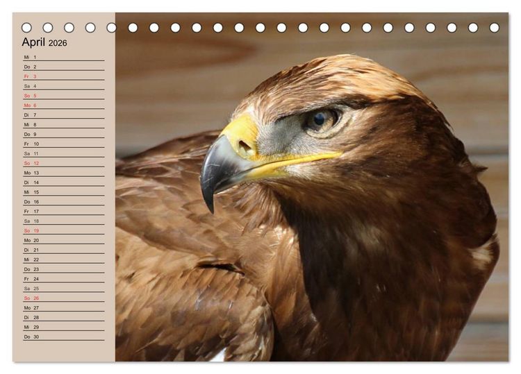 Produktbild: Der Steinadler. Majest&auml;tischer Greifvogel (Tischkalender 2026 DIN A5 quer), CALVENDO Monatskalender