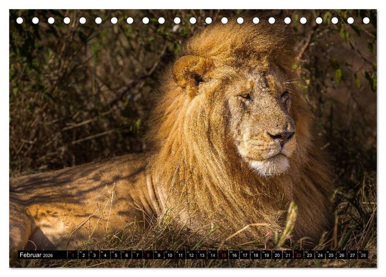 Produktbild: Masai Mara 2026 (Tischkalender 2026 DIN A5 quer), CALVENDO Monatskalender
