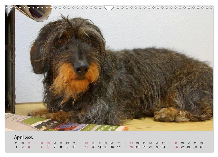 Produktbild: Liebenswerte Clowns (Wandkalender 2026 DIN A3 quer), CALVENDO Monatskalender