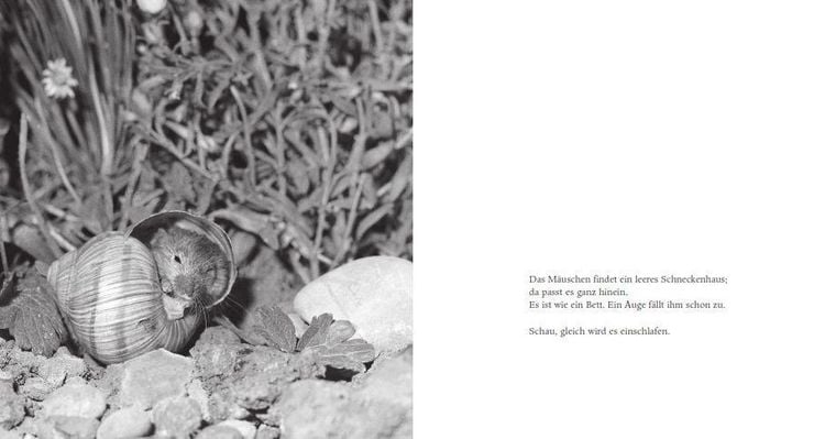 Produktbild: Das Apfelm&auml;uschen (Pappbilderbuch)