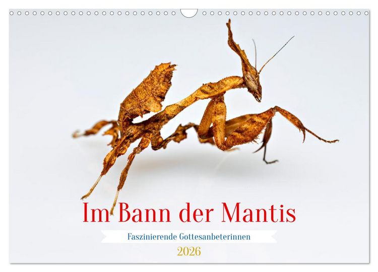 Produktbild: Im Bann der Mantis (Wandkalender 2026 DIN A3 quer), CALVENDO Monatskalender