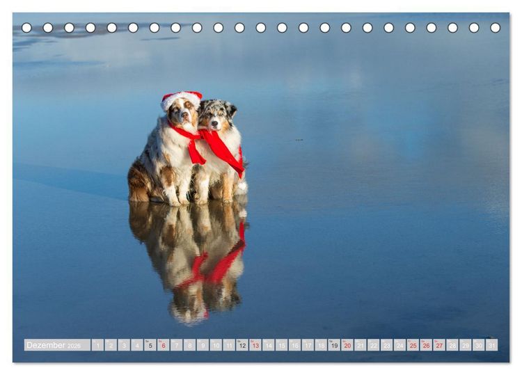 Produktbild: Australian Shepherd 2026 (Tischkalender 2026 DIN A5 quer), CALVENDO Monatskalender