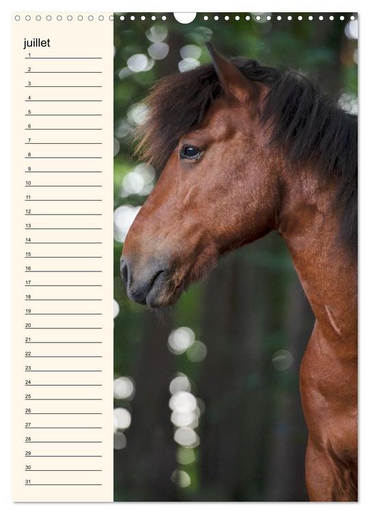 Produktbild: Cheval islandais - Calendrier anniversaire (Calendrier mural 2026 DIN A3 horizontal), CALVENDO calendrier mensuel