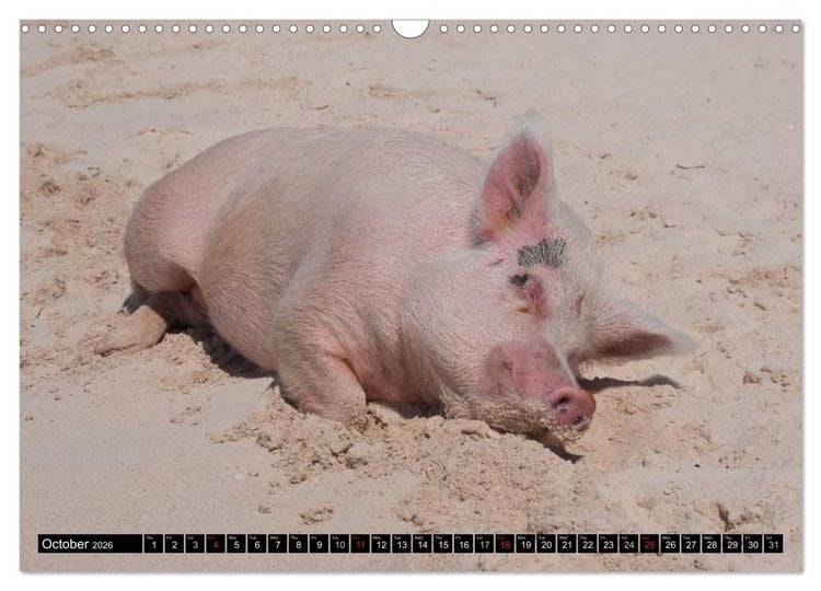 Produktbild: The Swimming Pigs of Bahamas (Wall Calendar 2026 DIN A3 landscape), CALVENDO 12 Month Wall Calendar