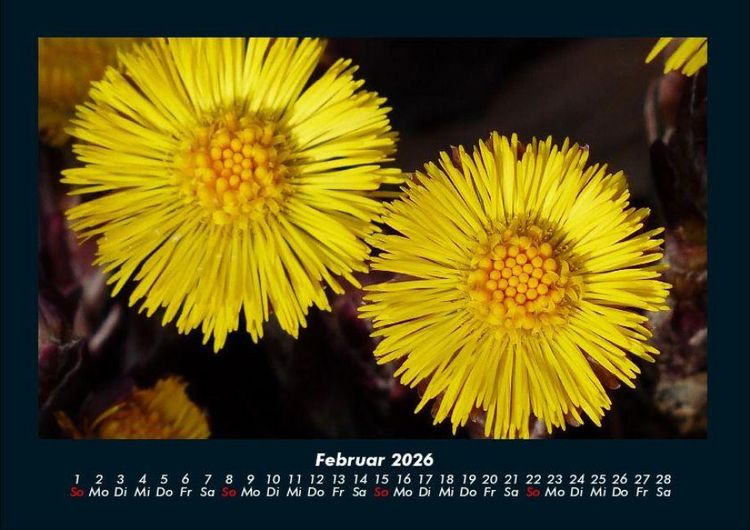 Produktbild: Blumentr&auml;ume 2026 Fotokalender DIN A4