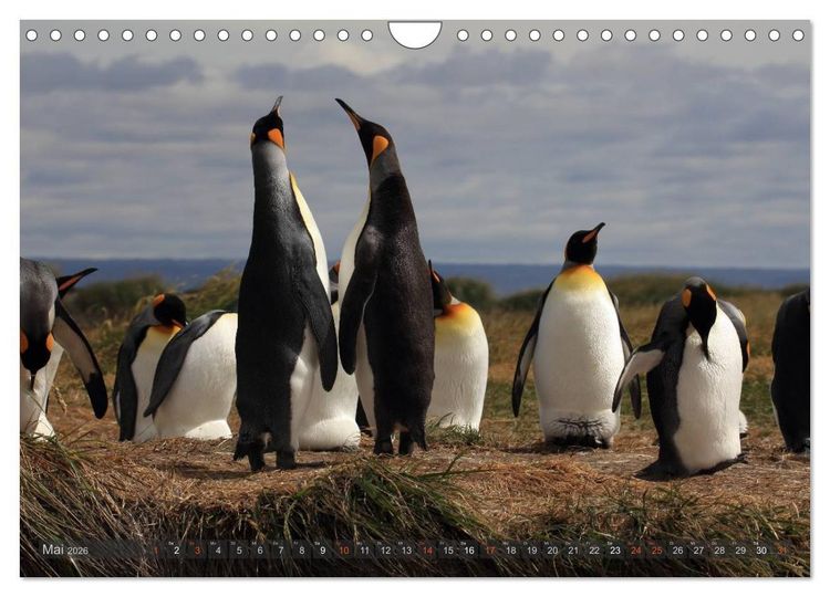 Produktbild: Pinguine in Patagonien (Wandkalender 2026 DIN A4 quer), CALVENDO Monatskalender