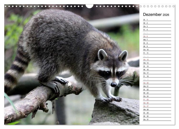 Produktbild: Der kleine R&auml;uber mit Maske - Waschb&auml;ren (Wandkalender 2026 DIN A3 quer), CALVENDO Monatskalender