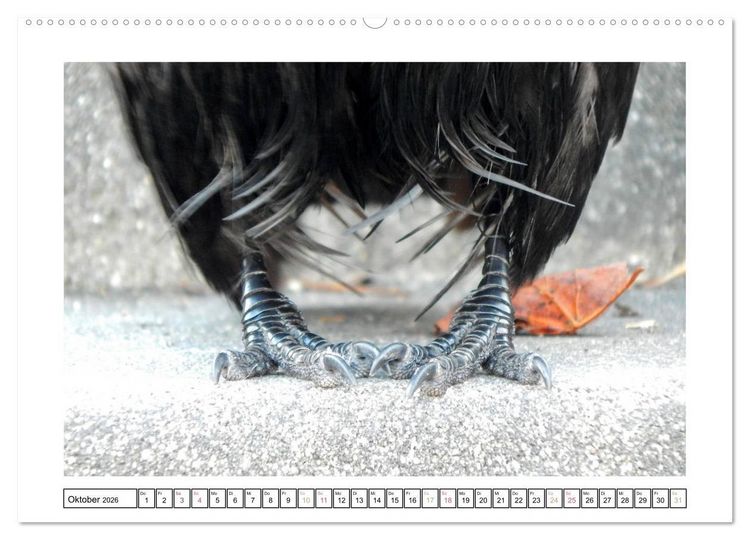 Produktbild: Rabenhafte Augenblicke (Wandkalender 2026 DIN A2 quer), CALVENDO Monatskalender