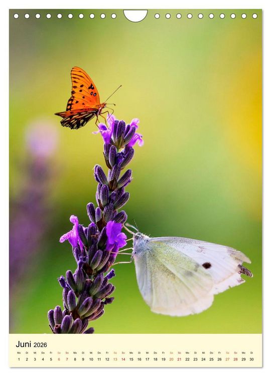 Produktbild: Provence Lavendel Paradies (Wandkalender 2026 DIN A4 hoch), CALVENDO Monatskalender