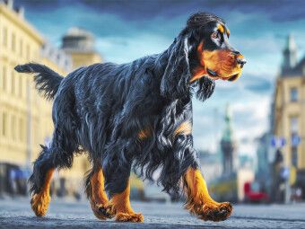 Produktbild: CALVENDO Puzzle Der Gordon Setter | 1000 Teile Lege-Gr&ouml;&szlig;e 64x48cm Foto-Puzzle f&uuml;r gl&uuml;ckliche Stunden