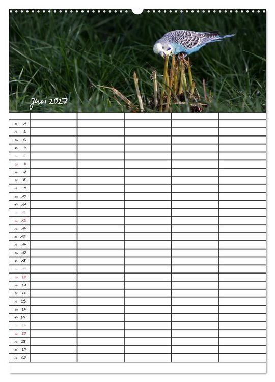 Produktbild: Wellensittiche (Wandkalender 2027 DIN A2 hoch), CALVENDO Monatskalender