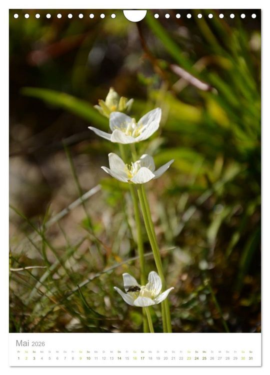 Produktbild: Alpenblumen (Wandkalender 2026 DIN A4 hoch), CALVENDO Monatskalender