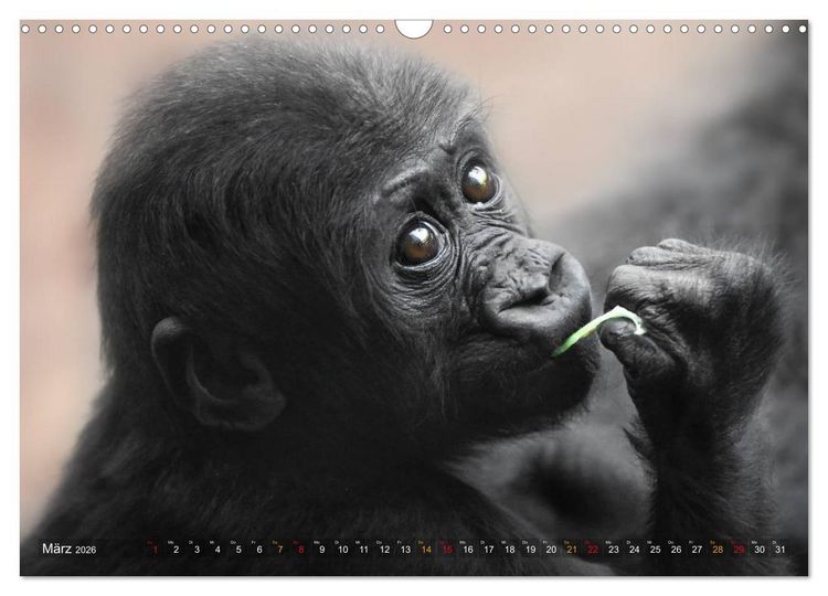 Produktbild: MENSCHENAFFENKINDER 2 (Wandkalender 2026 DIN A3 quer), CALVENDO Monatskalender