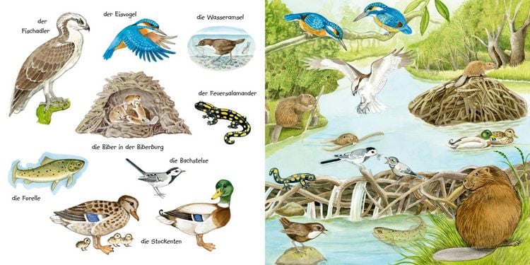 Produktbild: Mein kleines buntes Bildw&ouml;rterbuch: Tiere im und am Wasser