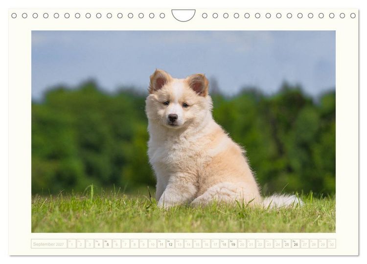 Produktbild: Kleine Islandhunde entdecken die Welt (Wandkalender 2027 DIN A4 quer), CALVENDO Monatskalender