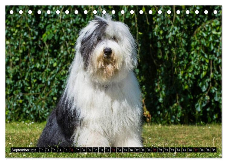 Produktbild: Traumhund Bobtail (Tischkalender 2026 DIN A5 quer), CALVENDO Monatskalender