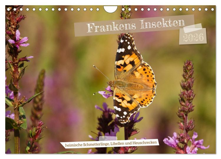 Produktbild: Frankens Insekten (Wandkalender 2026 DIN A4 quer), CALVENDO Monatskalender